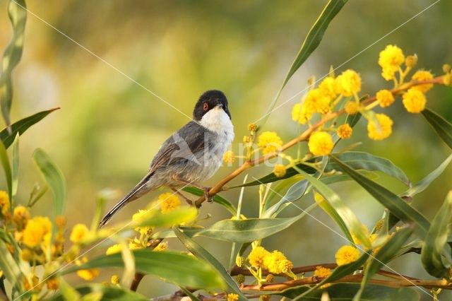 Kleine Zwartkop (Sylvia melanocephala)
