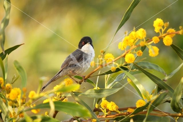 Sardinian Warbler (Sylvia melanocephala)