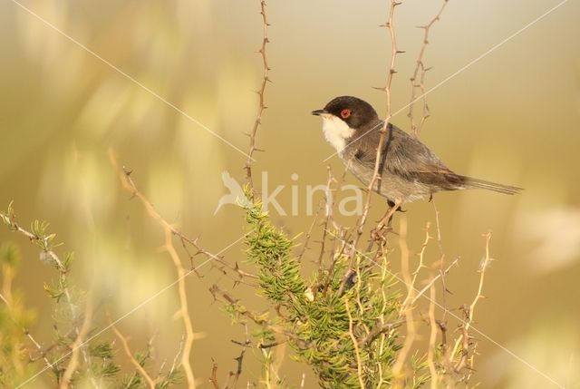 Sardinian Warbler (Sylvia melanocephala)