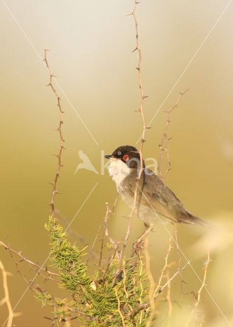 Sardinian Warbler (Sylvia melanocephala)