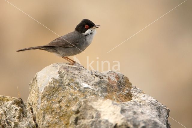 Sardinian Warbler (Sylvia melanocephala)