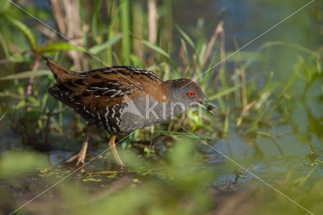 Kleinst Waterhoen (Porzana pusilla)