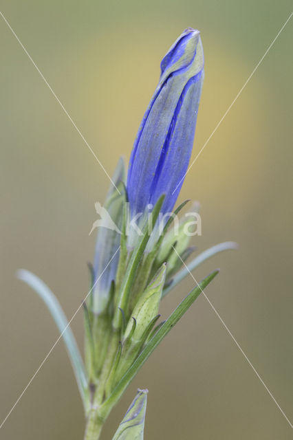 Klokjesgentiaan (Gentiana pneumonanthe)