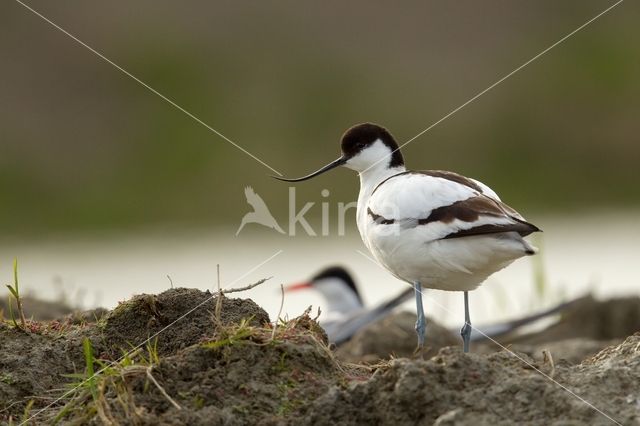 Pied Avocet (Recurvirostra avosetta)