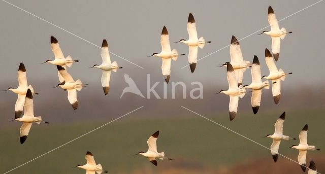 Pied Avocet (Recurvirostra avosetta)