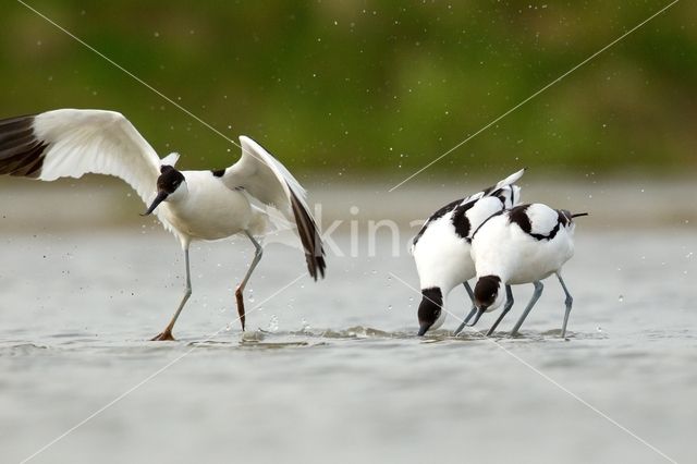 Pied Avocet (Recurvirostra avosetta)