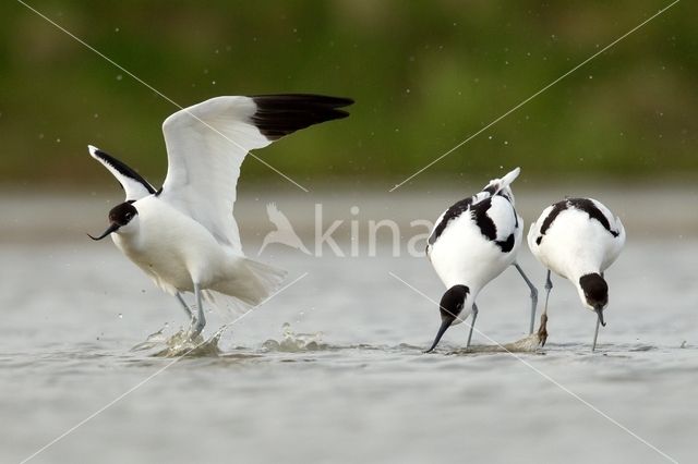 Pied Avocet (Recurvirostra avosetta)