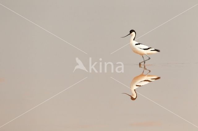 Pied Avocet (Recurvirostra avosetta)