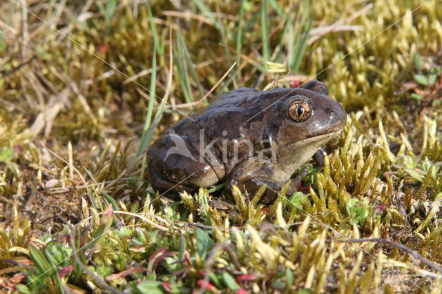 Knoflookpad (Pelobates fuscus)