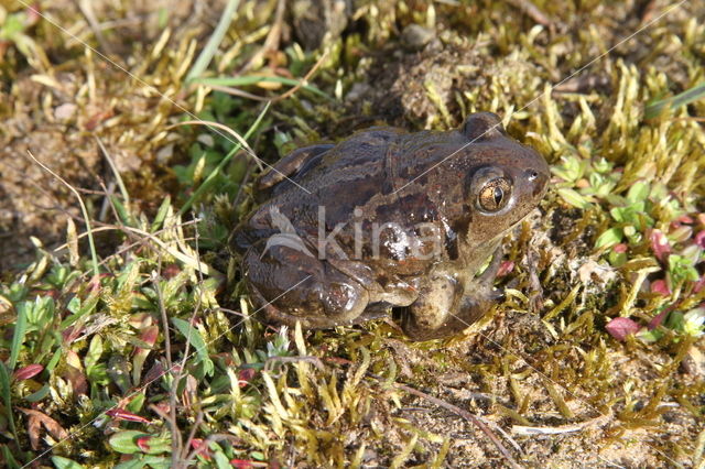 Common Spadefoot Toad (Pelobates fuscus)