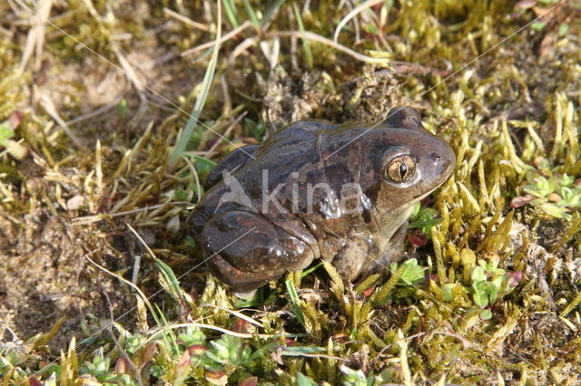 Common Spadefoot Toad (Pelobates fuscus)