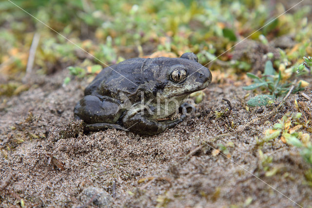 Common Spadefoot Toad (Pelobates fuscus)