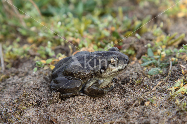 Common Spadefoot Toad (Pelobates fuscus)