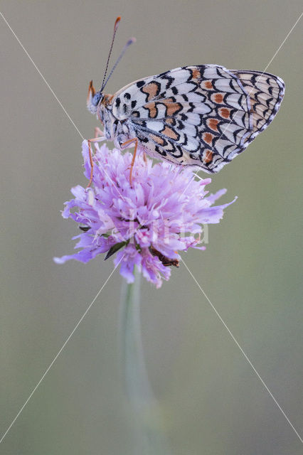 Knoopkruidparelmoervlinder (Melitaea phoebe)