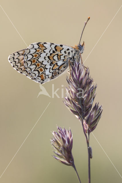 Knoopkruidparelmoervlinder (Melitaea phoebe)