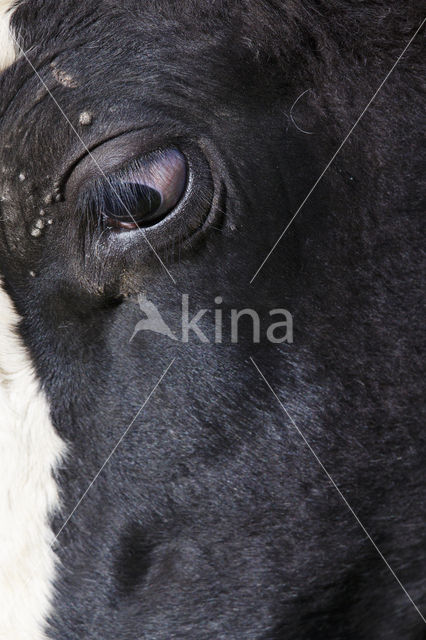 Cow (Bos domesticus)