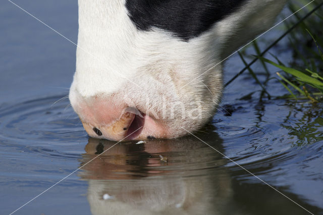 Cow (Bos domesticus)