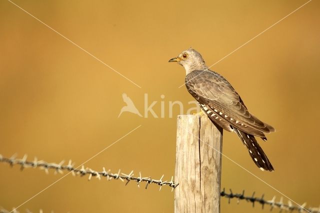 Common Cuckoo (Cuculus canorus)