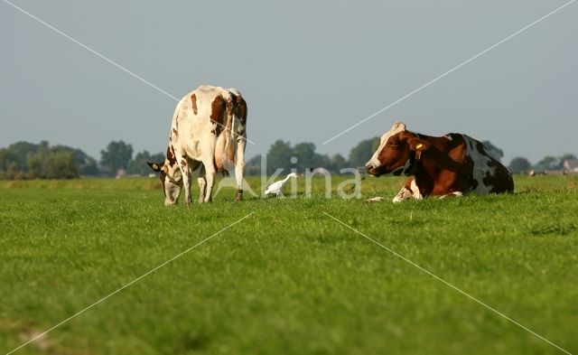 Cattle Egret (Bubulcus ibis)