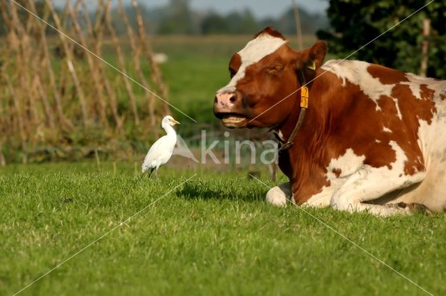 Koereiger (Bubulcus ibis)