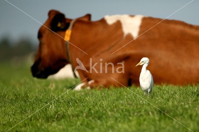 Koereiger (Bubulcus ibis)