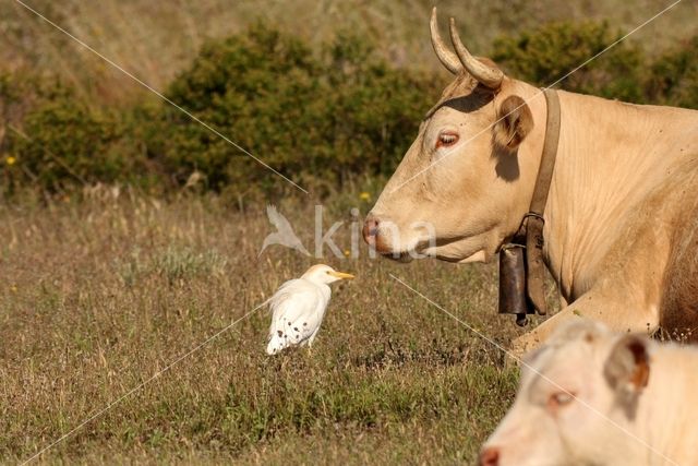 Koereiger (Bubulcus ibis)