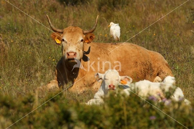 Cattle Egret (Bubulcus ibis)