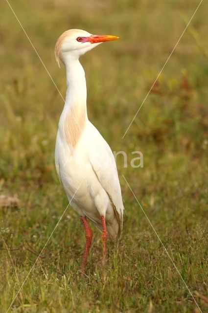 Koereiger (Bubulcus ibis)