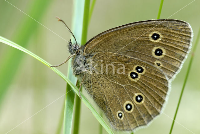 Ringlet (Aphantopus hyperantus)