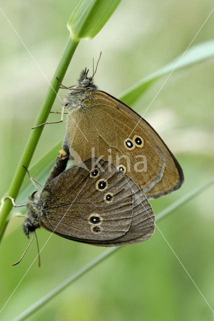 Ringlet (Aphantopus hyperantus)