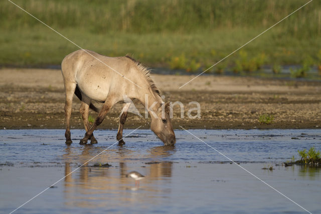 Konik horse (Equus spp)