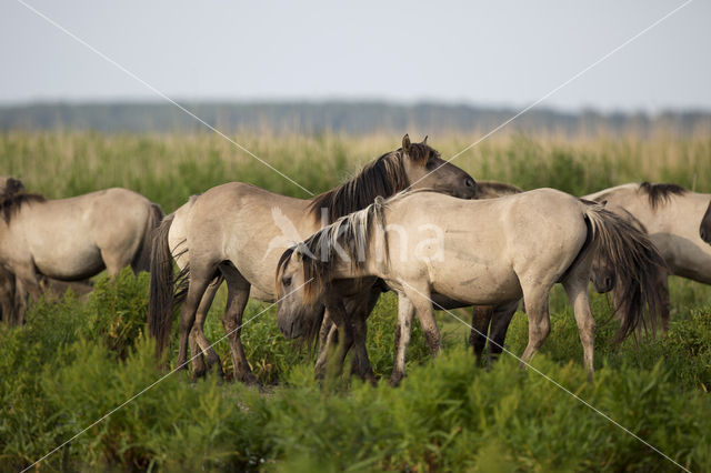 Konik horse (Equus spp)