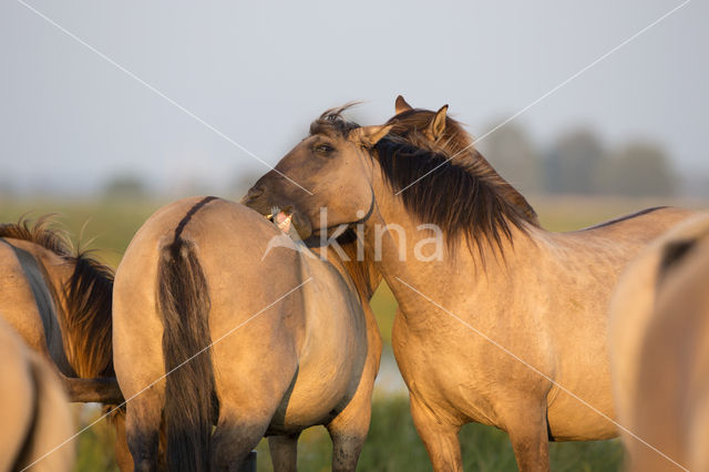 Konik horse (Equus spp)