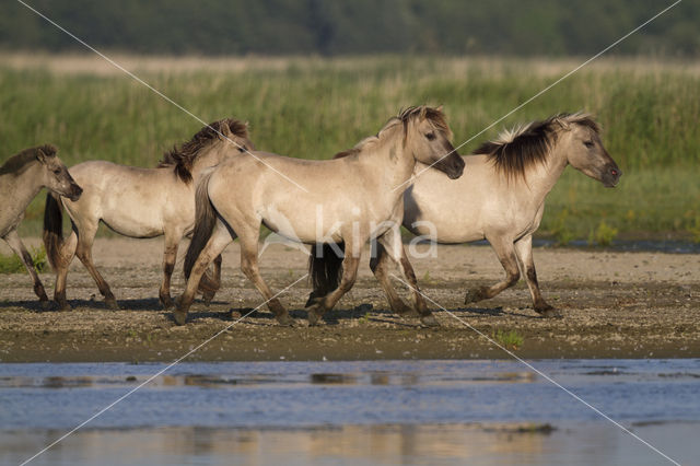 Konik horse (Equus spp)