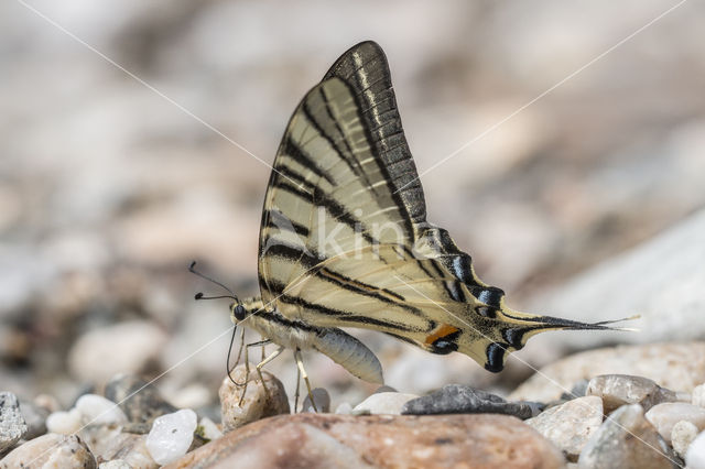 Scarce Swallowtail (Iphiclides podalirius)