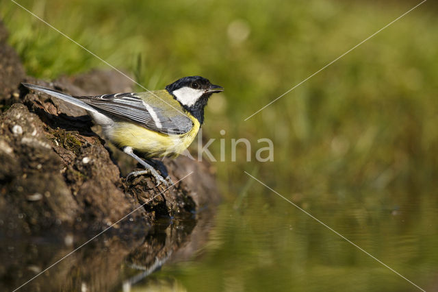 Koolmees (Parus major)