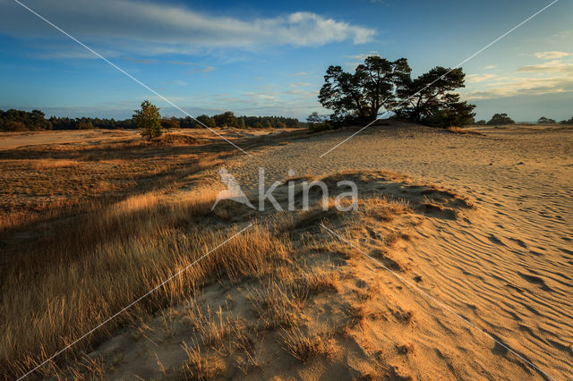 Kootwijkerzand