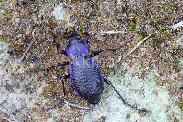 Carabus problematicus