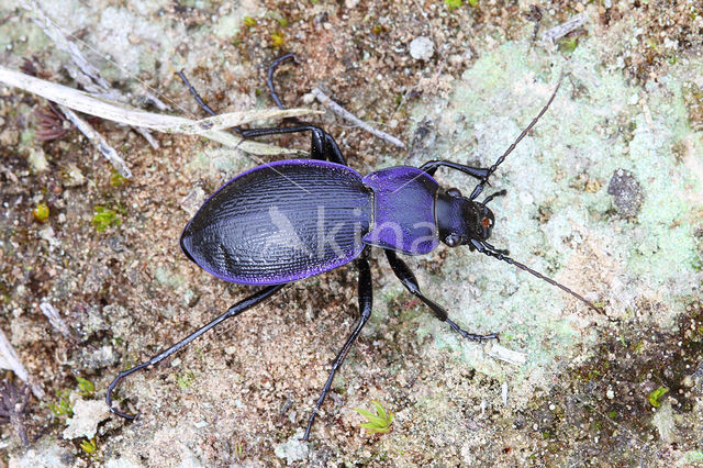 Carabus problematicus