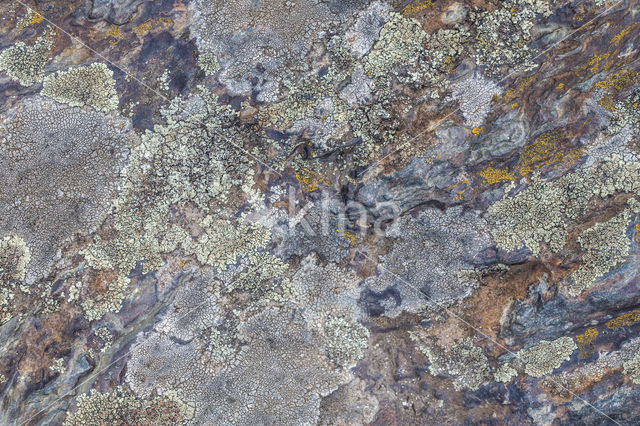 Lichen