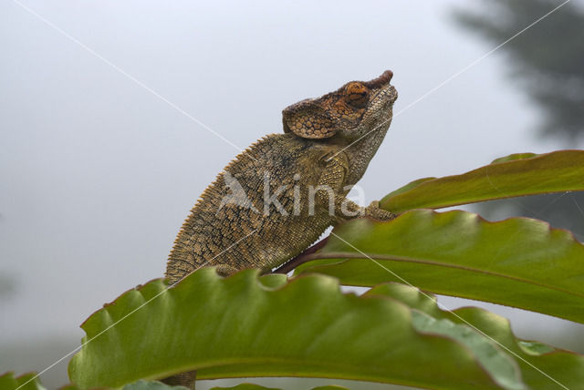 Korthoornkameleon (Calumma brevicornis)