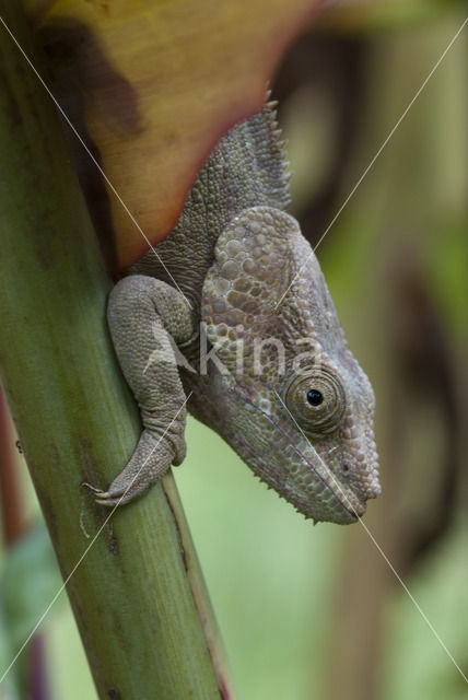 Korthoornkameleon (Calumma brevicornis)