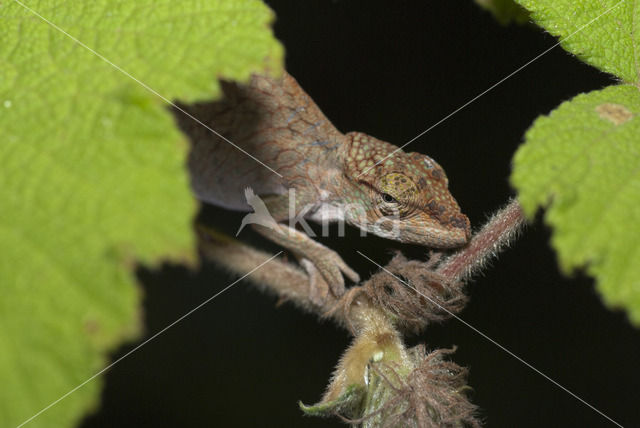 Korthoornkameleon (Calumma brevicornis)