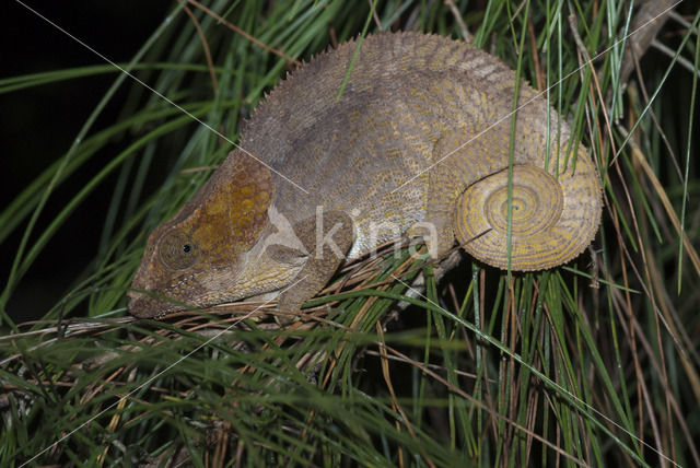 Korthoornkameleon (Calumma brevicornis)