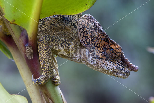 Korthoornkameleon (Calumma brevicornis)