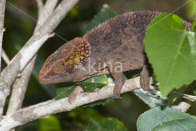 Korthoornkameleon (Calumma brevicornis)