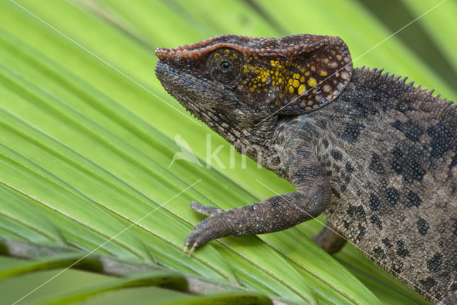 Korthoornkameleon (Calumma brevicornis)