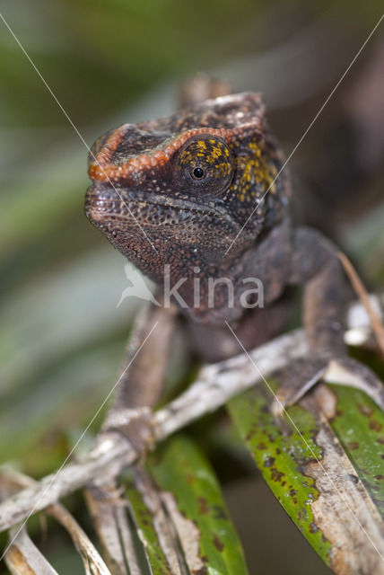 Korthoornkameleon (Calumma brevicornis)