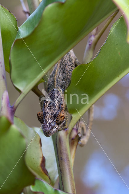 Korthoornkameleon (Calumma brevicornis)