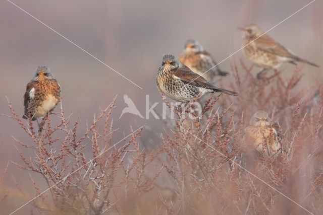 Fieldfare (Turdus pilaris)